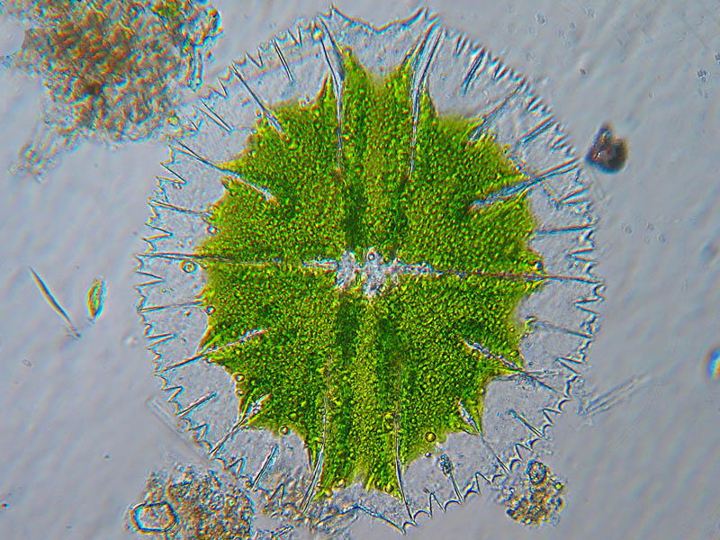 Micrasterias rotata